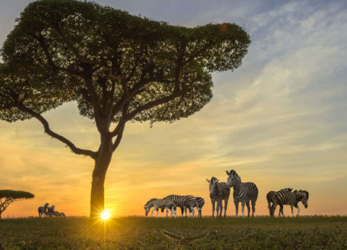 6 Days Tanzania Budget Joining Safari