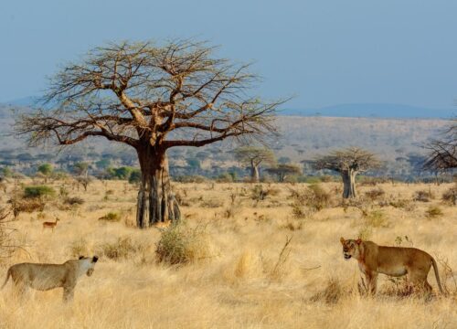 12 Days Tanzania Wildlife Safari & Culture Tour