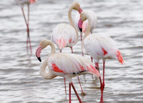 4 Days Tanzania Lodge Safari